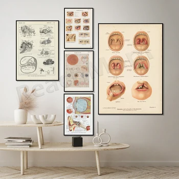1962 Плакат по медицинской анатомии глаза + уха, французская винтажная иллюстрация медицинского офтальмолога, оториноларингология, медицинский подарок