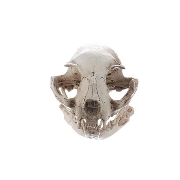 Реалистичный кошачий череп, смоляная голова скелета Масштабные украшения, 6,5 x 6,5 x 9 см